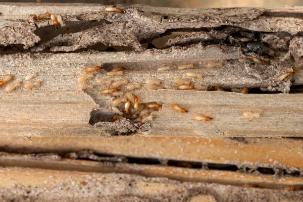 Best Flea Control Services  in Pepeekeo, HI