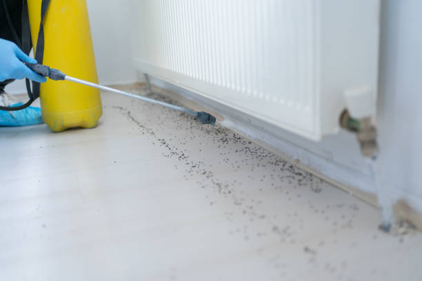 Trusted Pepeekeo, HI Pest Control Experts